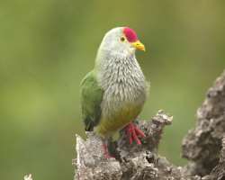 Four bird species Henderson lorikeet, Henderson crake, Henderson fruit dove, and Henderson reed warbler are found here and are not available at any ot